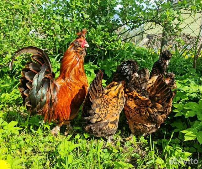 Вианот, Маран, Павловские, Индюшки, Цесарки