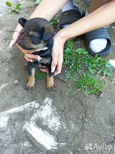 Щенят в добрые руки