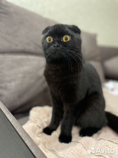 Отдам шотландскую кошку