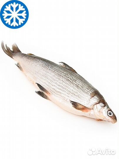 Рыба сырок с/м