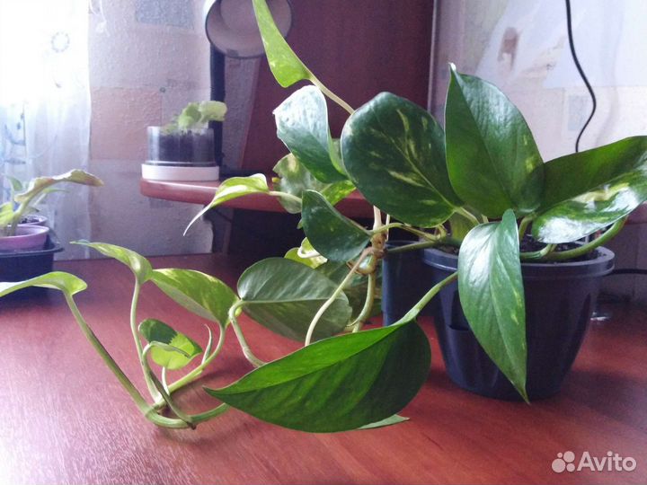 Сциндапсус (эпипремнум)