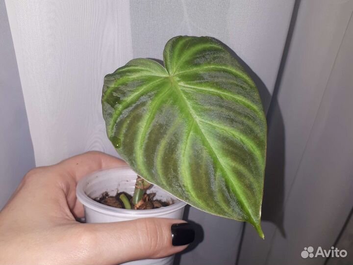 Филодендрон бородавчатый и сингониум клуб.лед