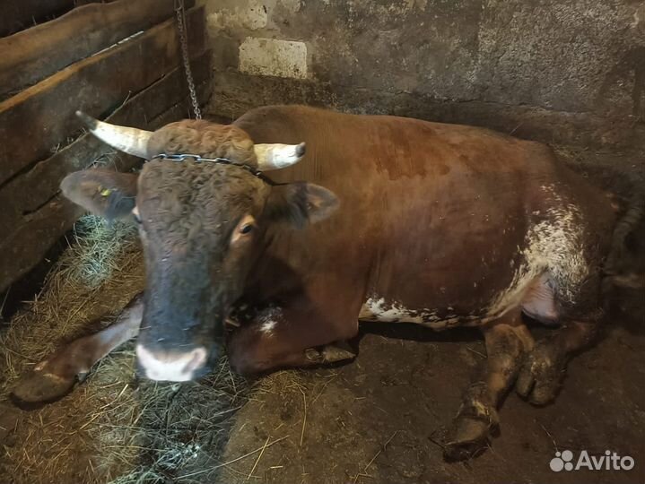 Быки на мясо