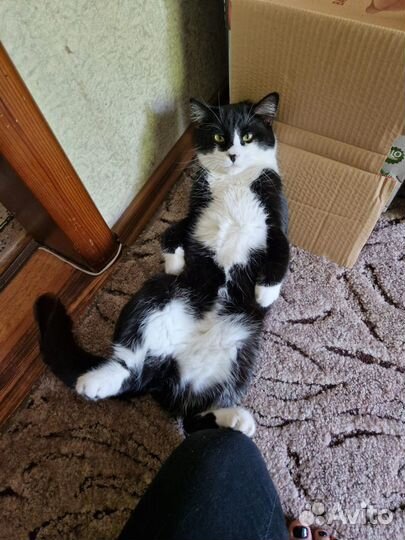 Кот бесплатно