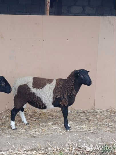 Бараны дорпер