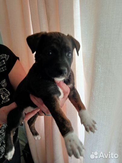 Щенки питбуля