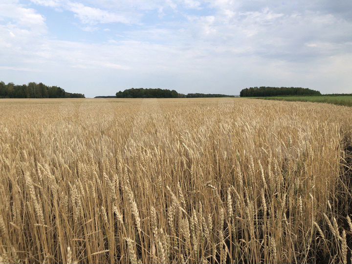 Участок 36 га (СНТ, ДНП)