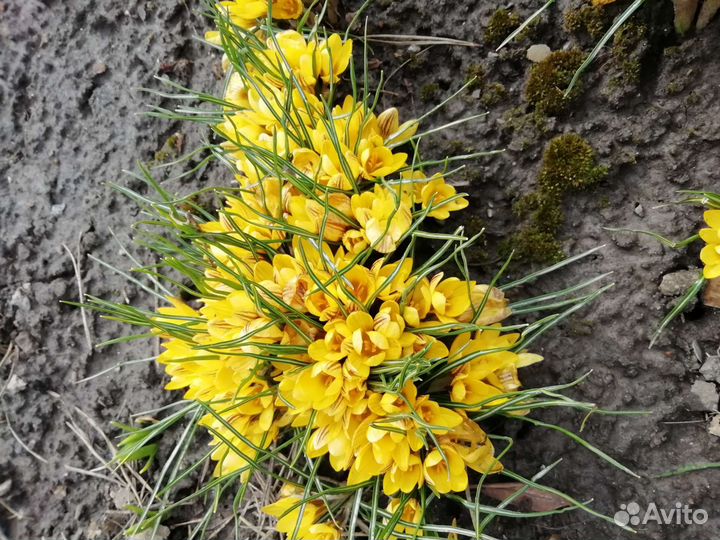 Первоцветы