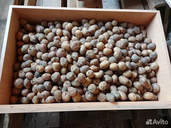 Семенной картофель