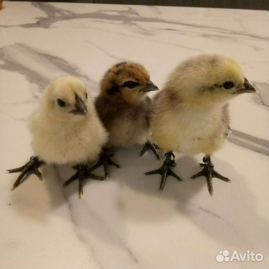 Инкубационное яйцо породных кур, цыплята суточные