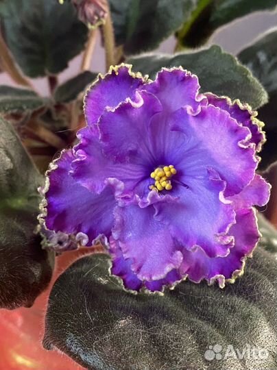 Фиалка Sorano blue dragon(голубой дракон)