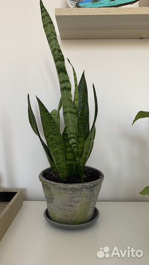 Кашпо керамическое