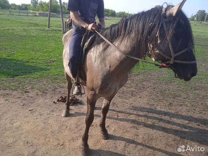 Лошадь жеребец