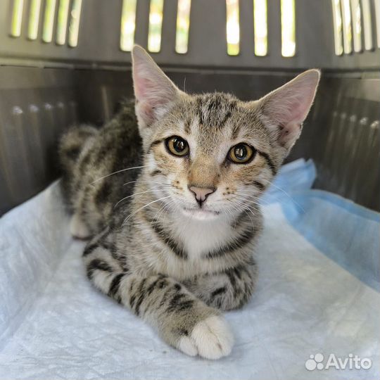 Ласковый котенок мальчик 3 месяца