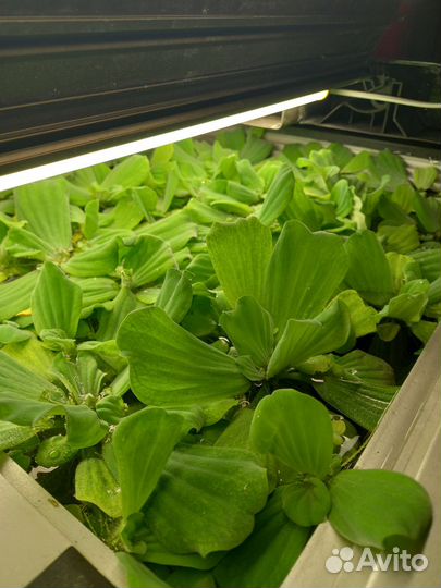 Пистия - растения для поверхности аквариума