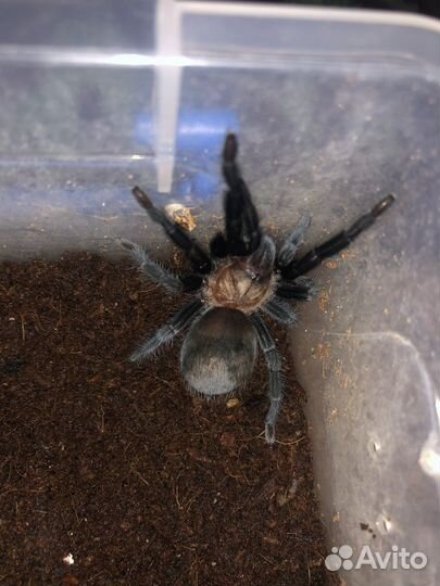 Паук птицеед