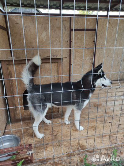 Сибирский хаски