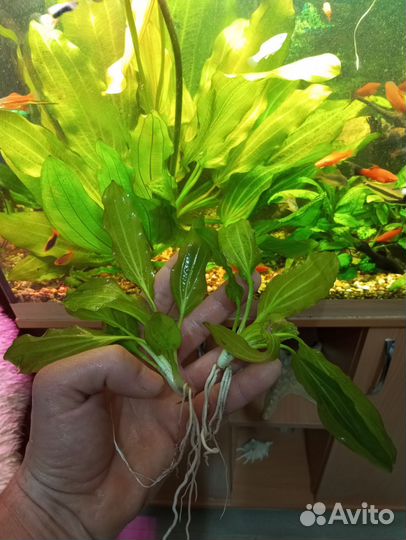 Моллинезия черная, меченосцы и анциструсы