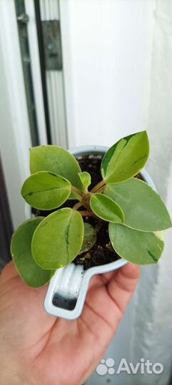 Пеперомия пикси лайм