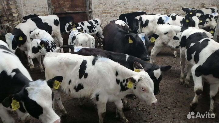 Продажа бычков телок