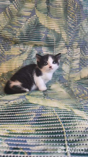 Котята бесплатно