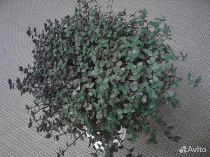 Продам комнатные цветы