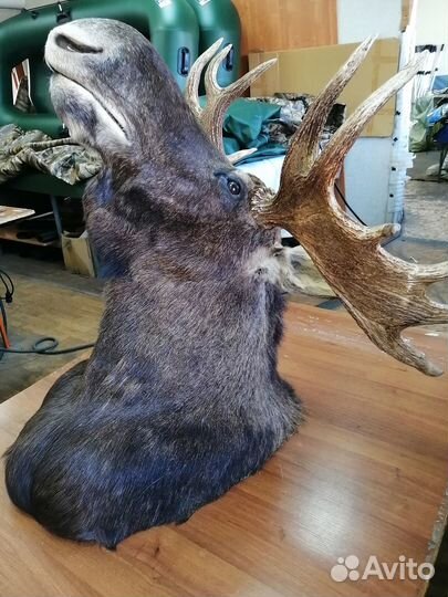 Чучело головы лося С рогами