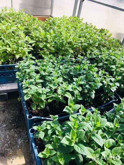 Саженцы плодовых И декоративных культур