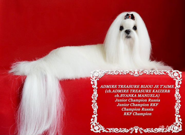 Девочка мальтезе