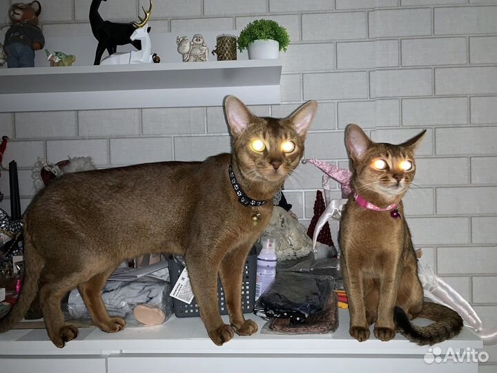 Абиссинский кот Вязка