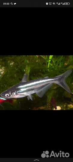 Сом пангасиус