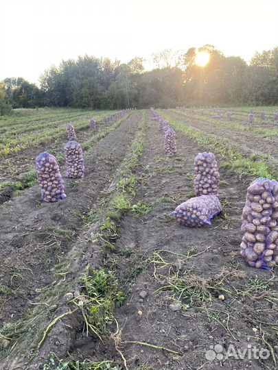 Продам картофель