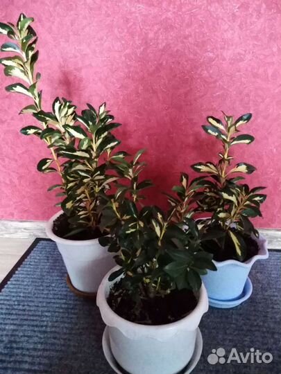 Бенджамина