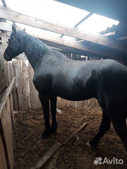 Орловский жеребец