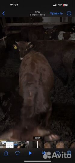 Бычки сименталы 8-9 месяцев