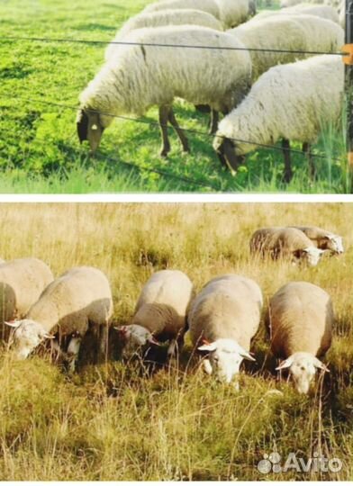 Электропастух