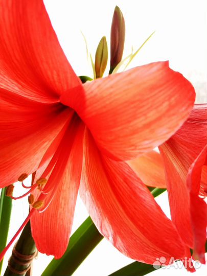 Гиппеаструм амариллис