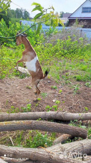 Животные козлят семимесячный живое вес 220