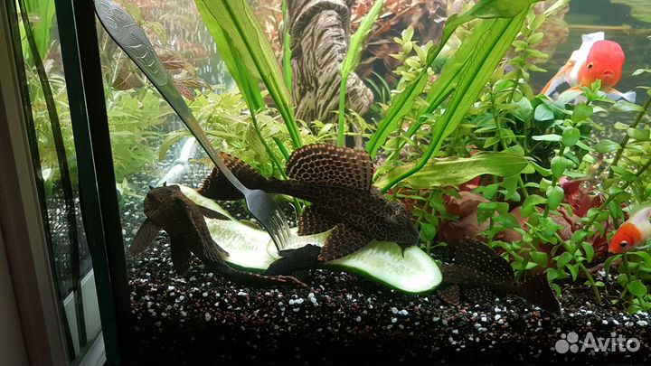 Сом Парчовый птеригоплихт