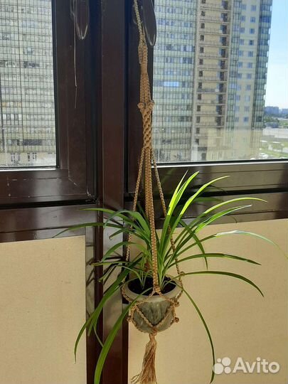 Кашпо для цветов