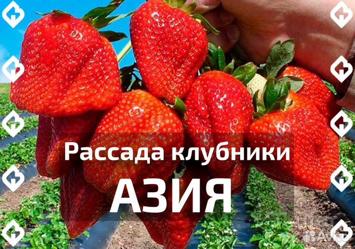 Рассада клубники Азия фермерская (4-х рожковая)