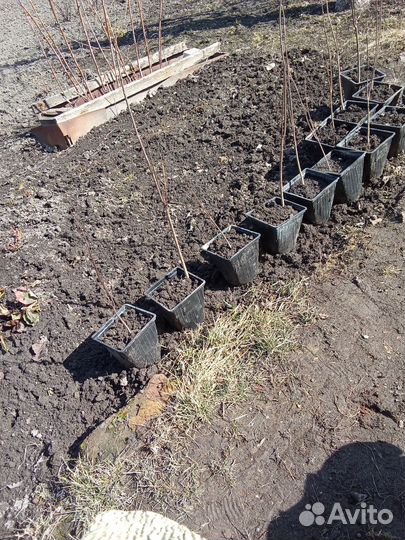 Семена катальпы