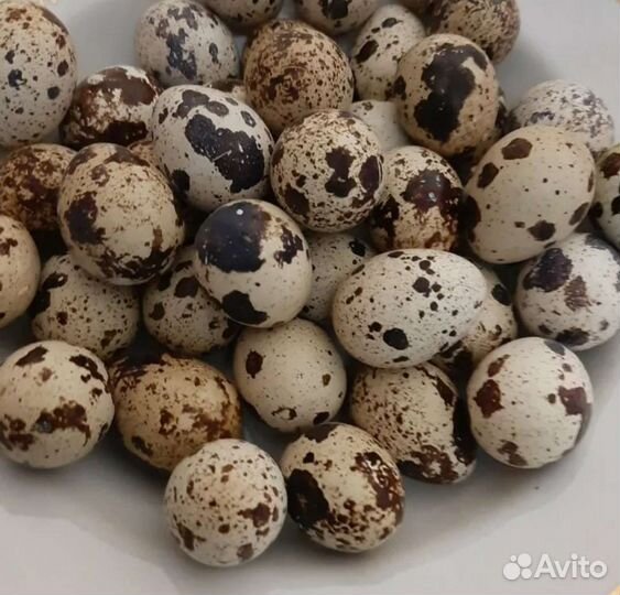 Яйца перепелиные домашние