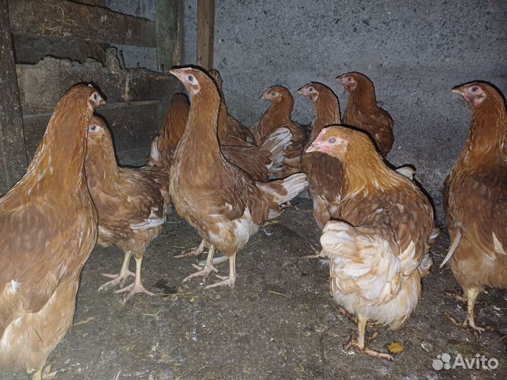 Ломан браун молодки