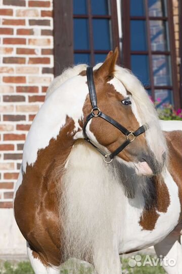 Тинкер,жеребец