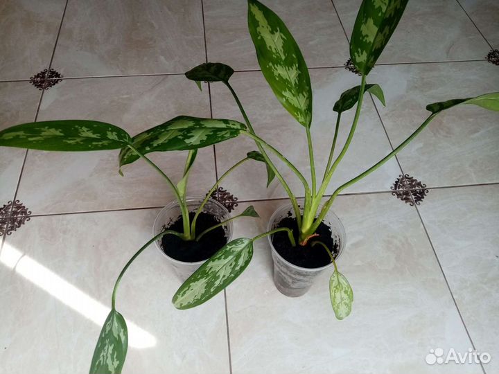 Комнатные растения. Аглаонема