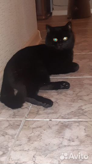 Отдам кота в добрые руки