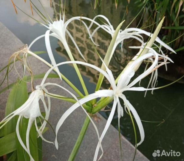 Цветы укорененные