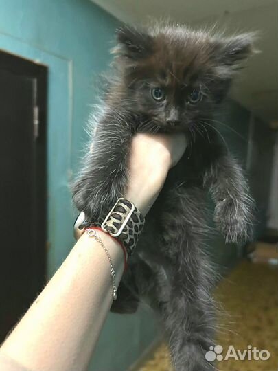 Девочка ищет дом