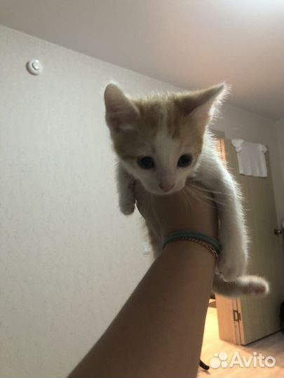 Кошка